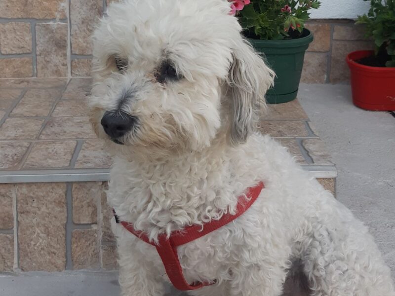 Durmitorski Konak - cozy house in the heart of national park