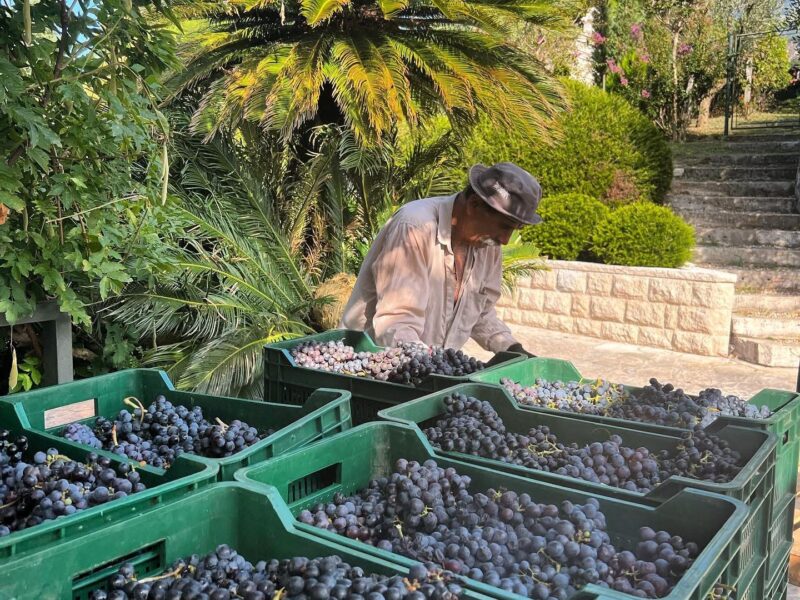 Herceg Novi and Savina Winery - Stone, Sea and Wine Above the Bay