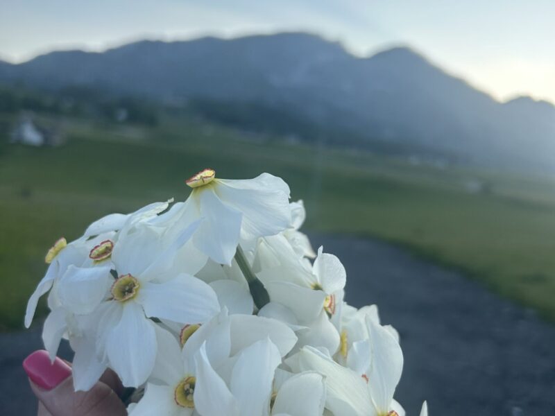 Mountain peaceful cottage #2