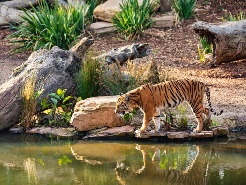 Golden Triangle Tour with Ranthambore
