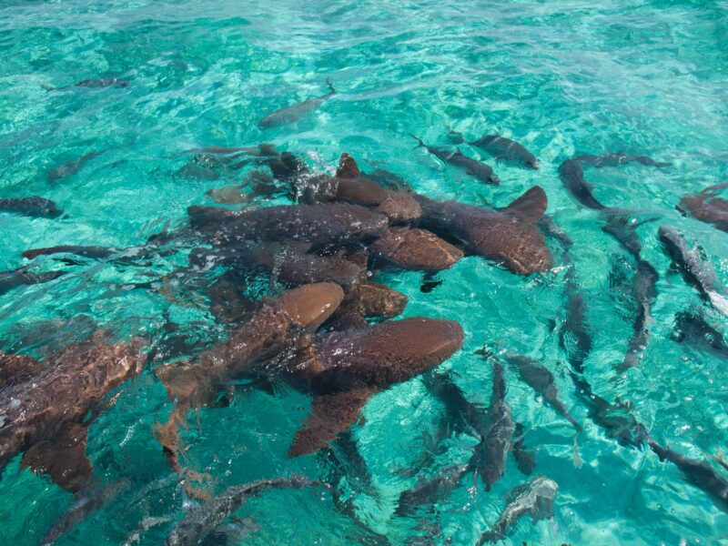 Adventurer Package at Sunset Caribe