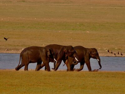 Grand Kerala Tour- 07 Nights/08 Days