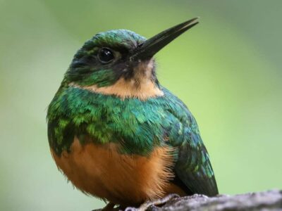 Discover Costa Rica - Seniors Trip 2027