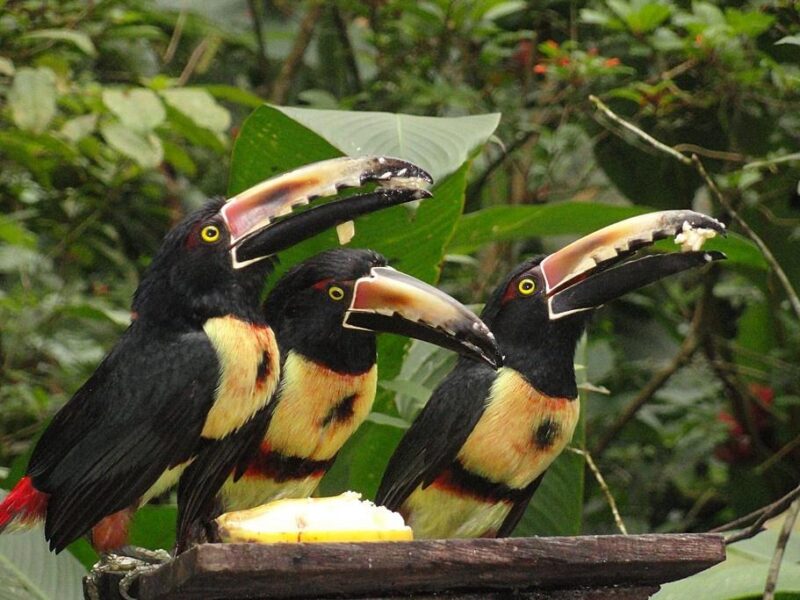 Discover Costa Rica - Seniors Trip 2027